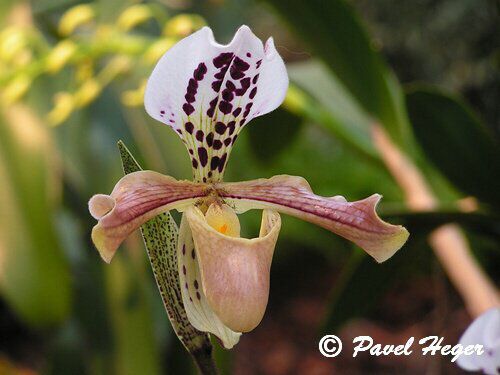 Paphiopedilum villosum